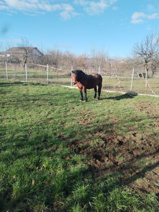 Vând iapa murga de 5 ani