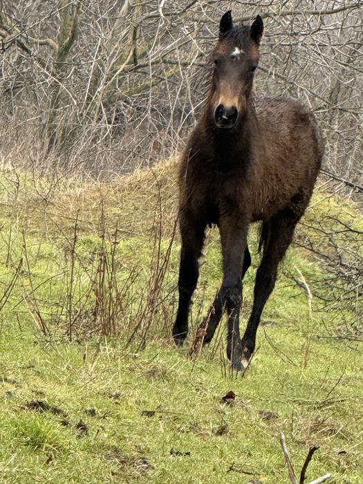 конче на 8 месеца