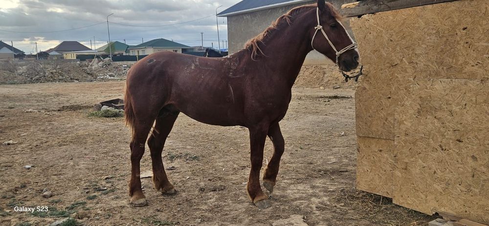 Айғыр. Жеребец. Жылқы