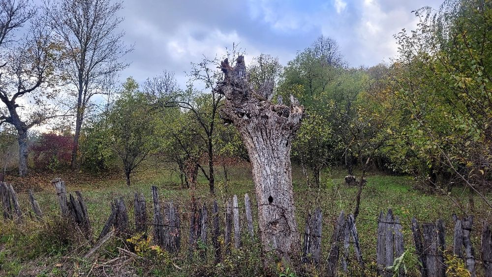 Teren intravilan Provita de jos