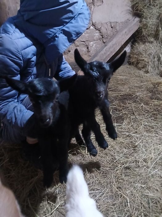 Лақтар 25мыңнан.