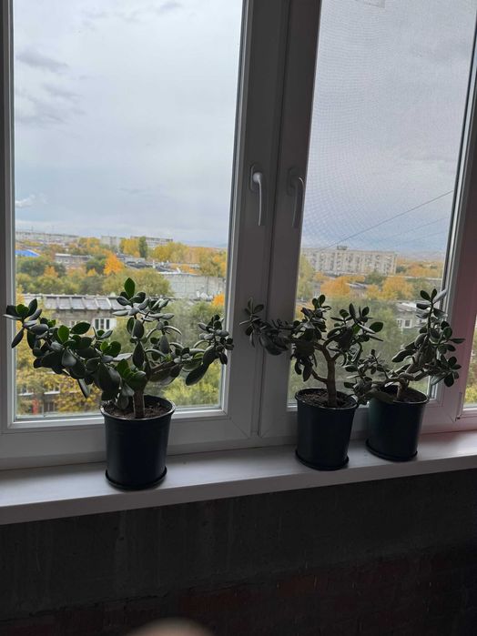 Толстянка (Денежное дерево)