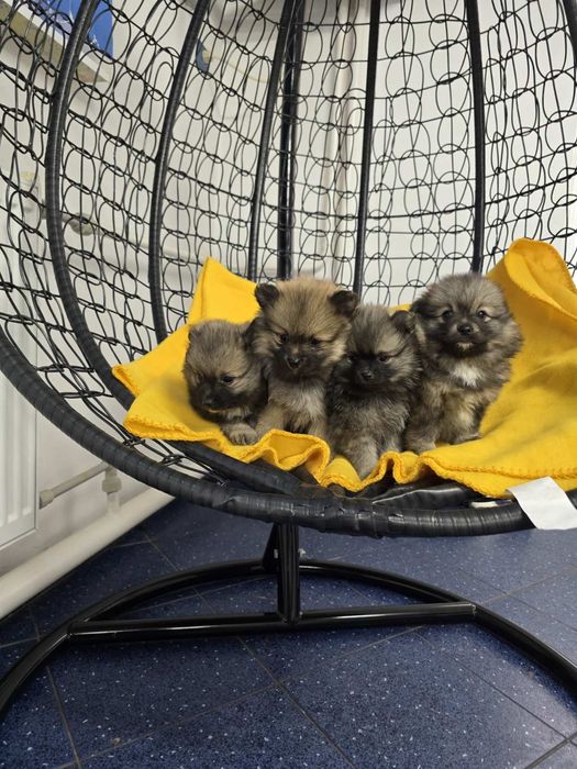 Померан Померанче