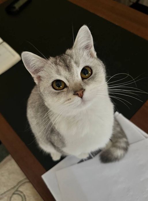 Мушукчалар огил киз