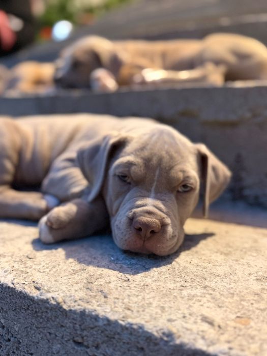 American Bully Pocket