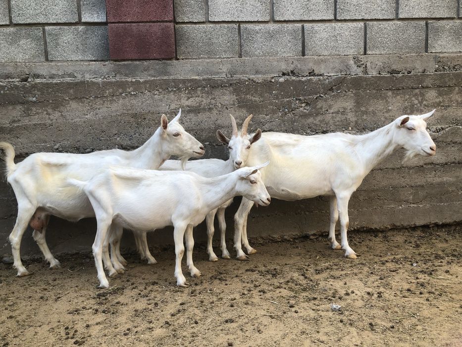 Ешкі, лақ, теке сатылады