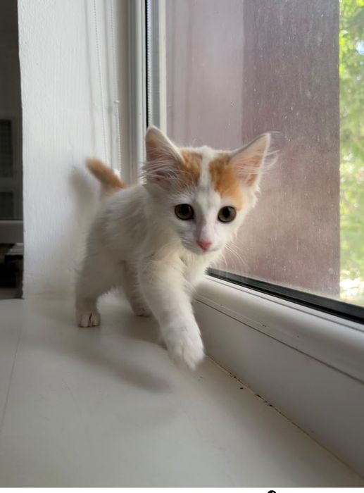 Ищем дом для котят мальчиков