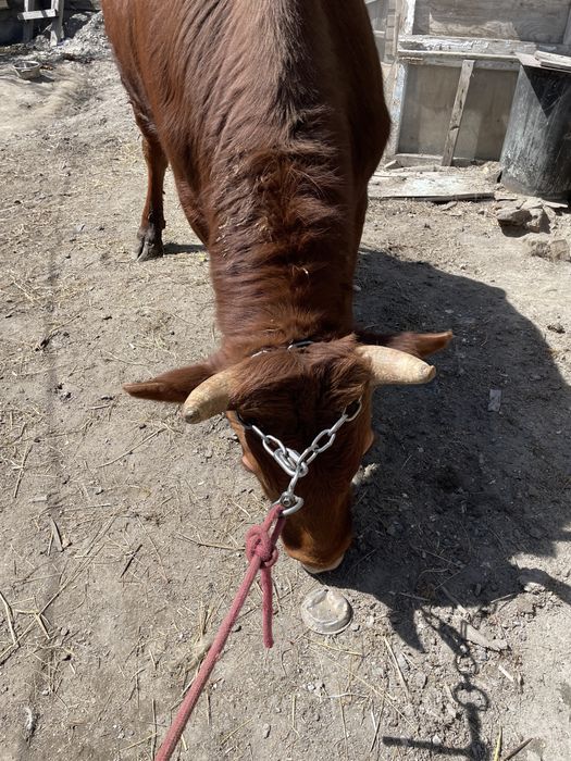 Продам двух бычков и телочку