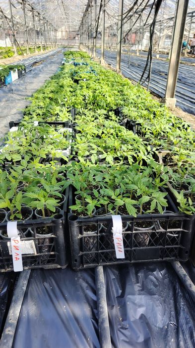 Разсад пикирани домати