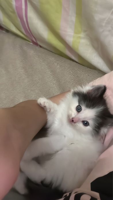 Отдам в добрые руки котенка