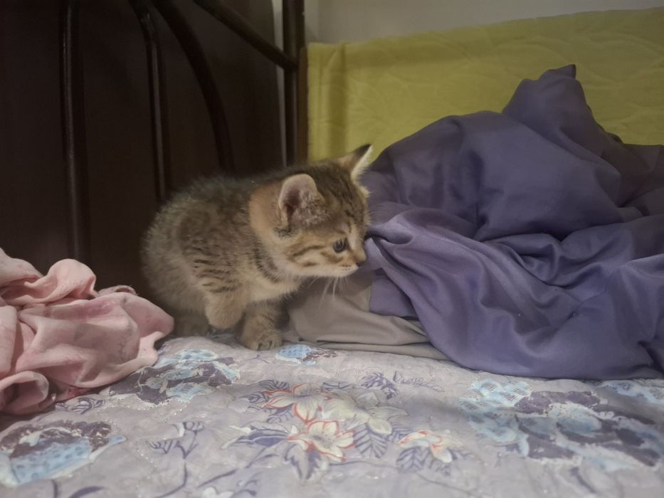 Отдам в добрые руки