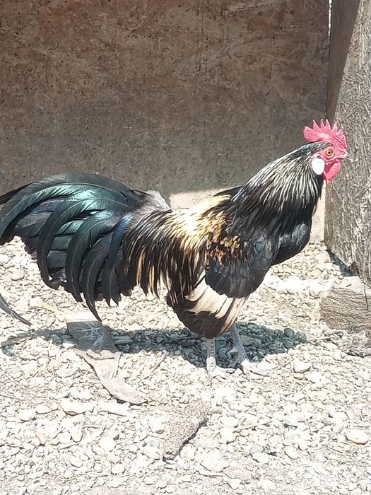 Pereche Phoenix 1+1