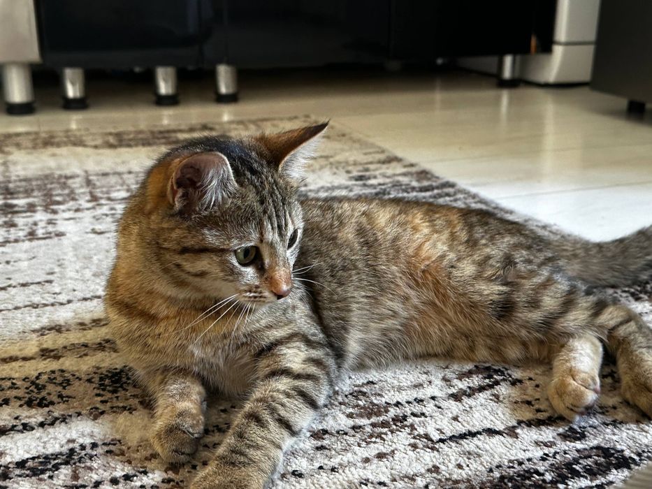 Кошка отдаем даром
