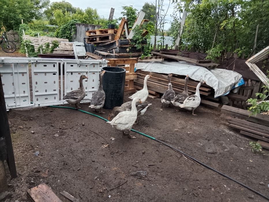Продам домашних гусят