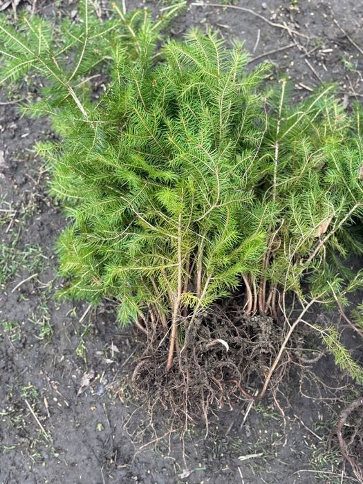 Puieți de molid brad Paltin fag