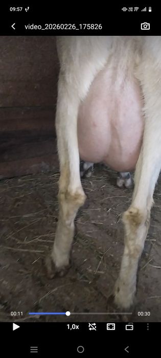 Srochni zanin echki sotiladi