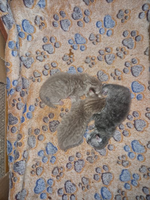 В Бронь шотландские котята