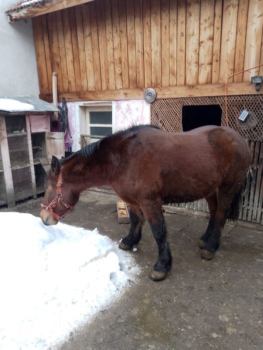 Cal de 3 ani jumate de vanzare