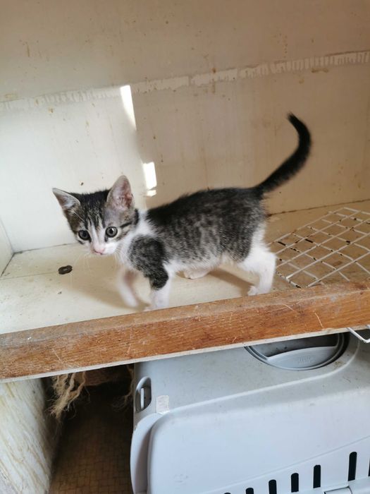 Ofer pentru adoptie pisoi