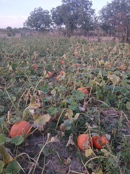 Vand bostani de placinta si animale