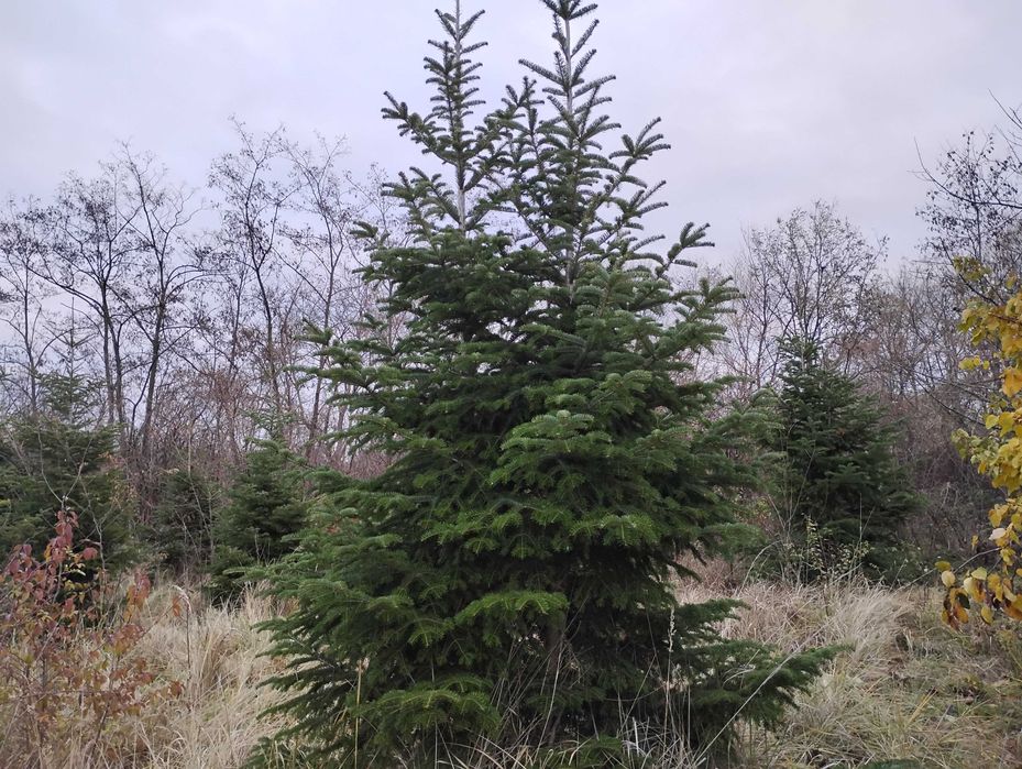 Brazi de vanzare 150 lei/bucata, sau engross 100 lei