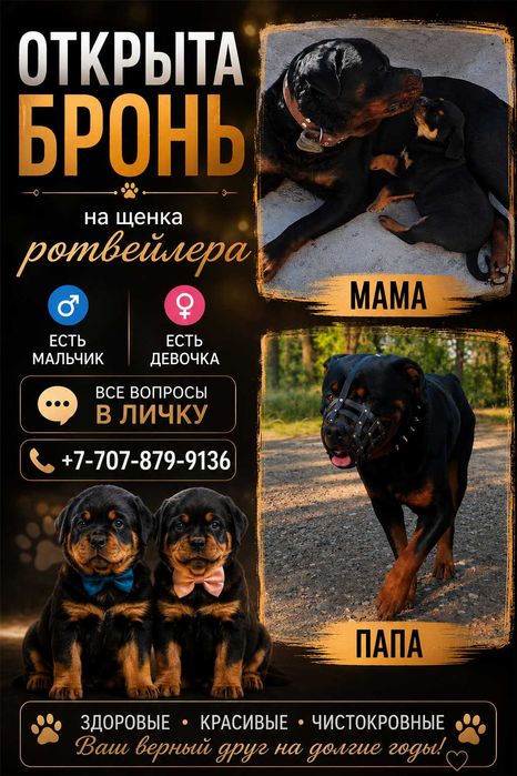 Продам щенка ротвейлера