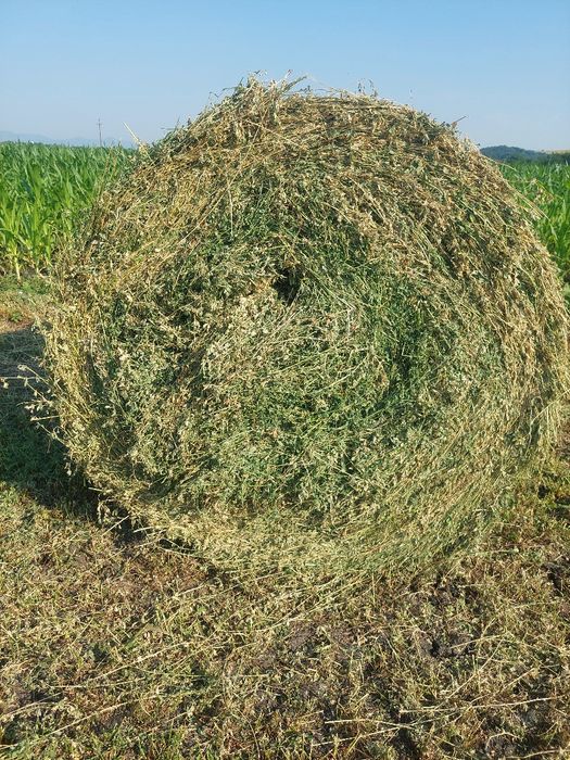 Baloti lucerna coasa a 3.a