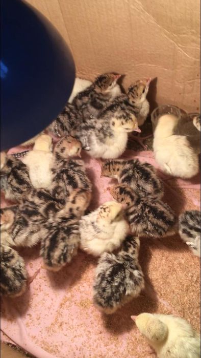 Балапандар/ Птенчики