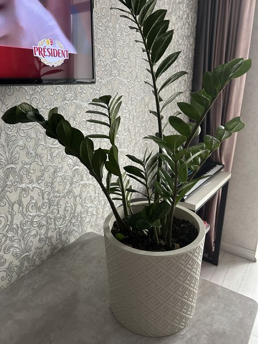 Комнатные цветы Женское счастье, Долларовое.