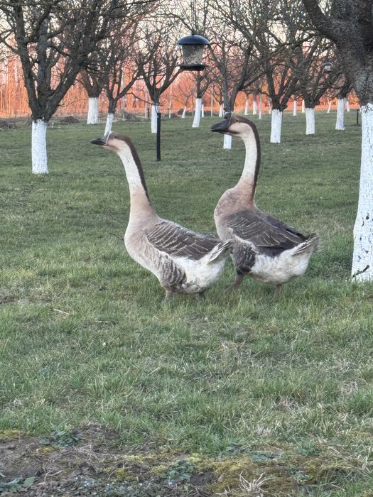Pereche gâște africane