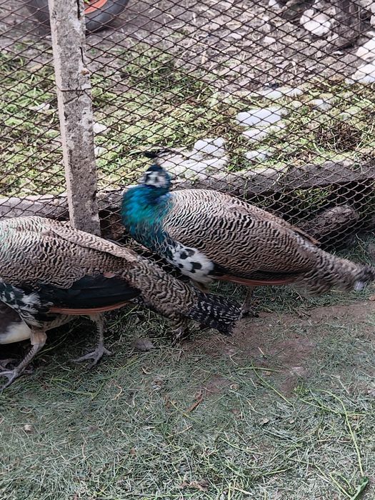 Продавам 2 мъжки пауни