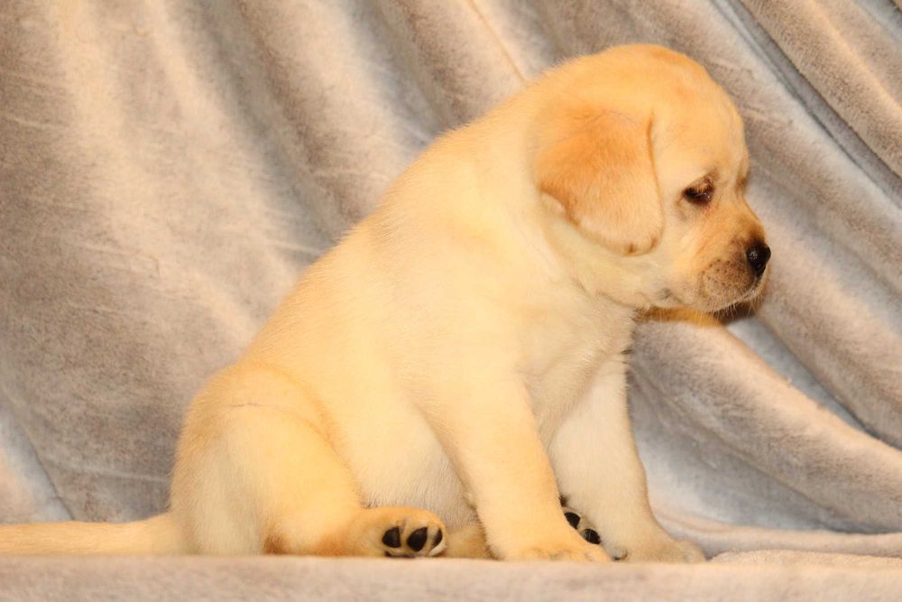 pui labrador calitate deosebita