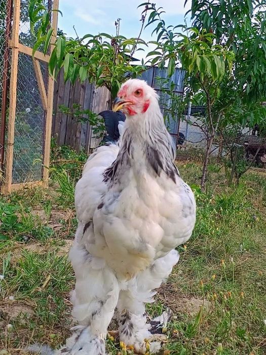 Cocoși Brahma HD. Disponibili