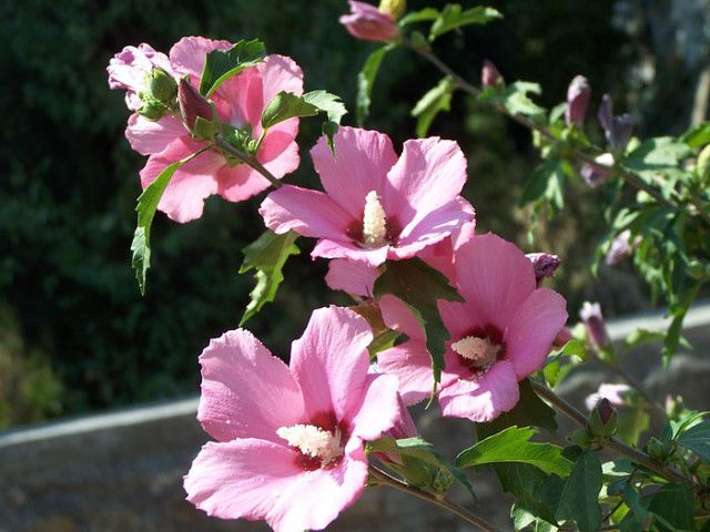 Сирийская роза есть доставка