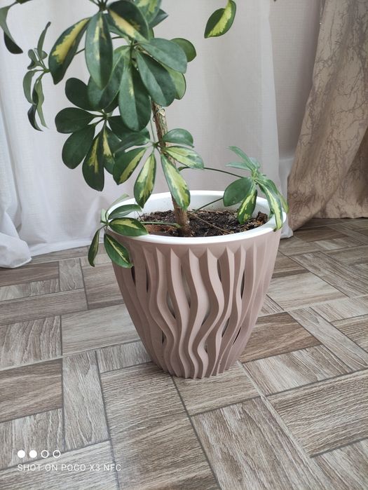 Шефлера вариегатная