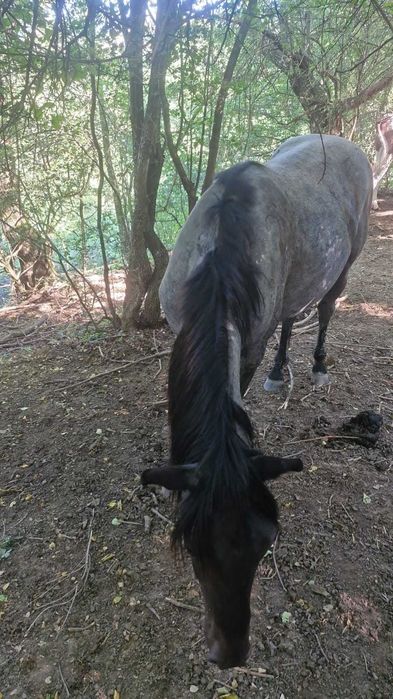 Vând mânz de 1 an si 7 luni