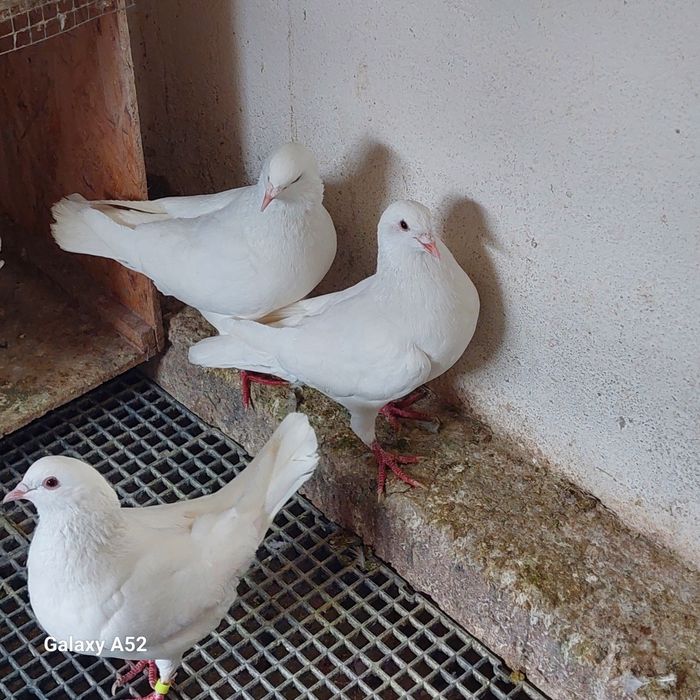 Porumbei Hublle de vânzare