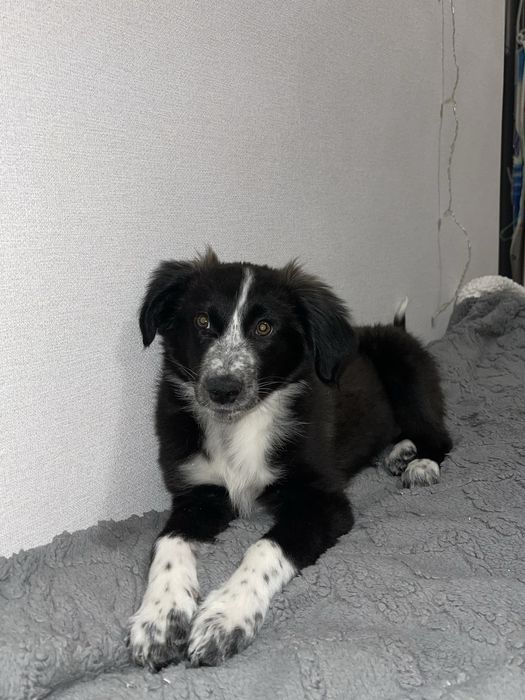 Щенок в поисках дома