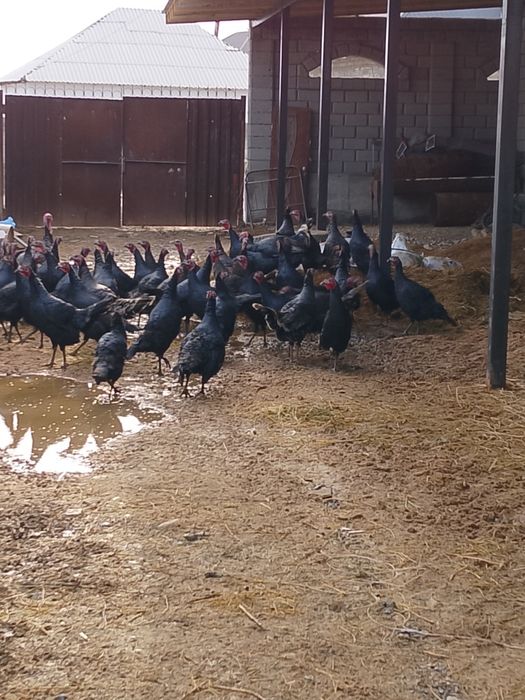 Ундуктер сатылады