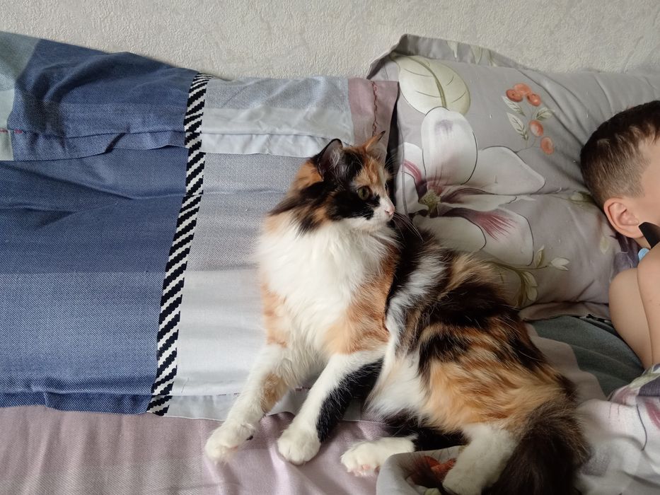 Отдам в хорошую руку