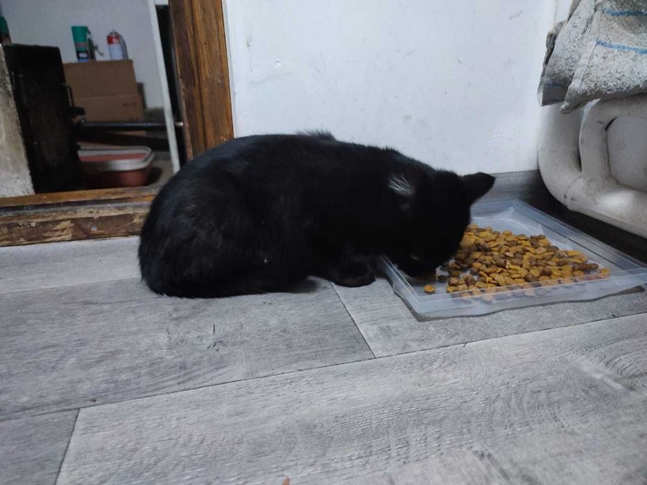 Отдам милых котят