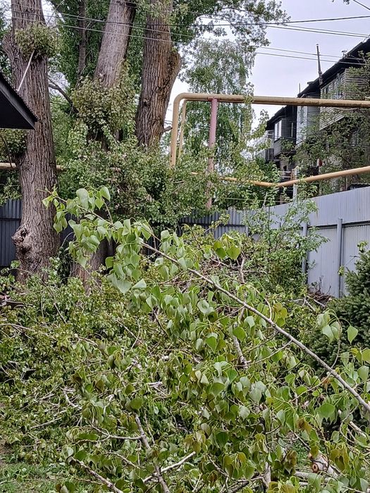 Бесплатно кругляк тополей стволы