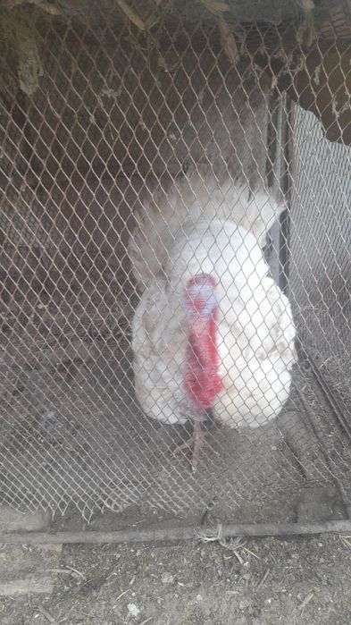 Kurka tezda sotiladi