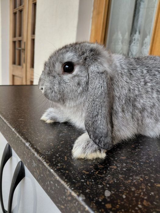 Французский карлик баран 7 ойлик