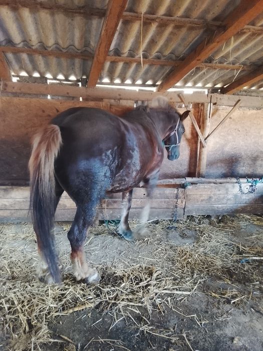 Vând iapă sau schimb cu vacă