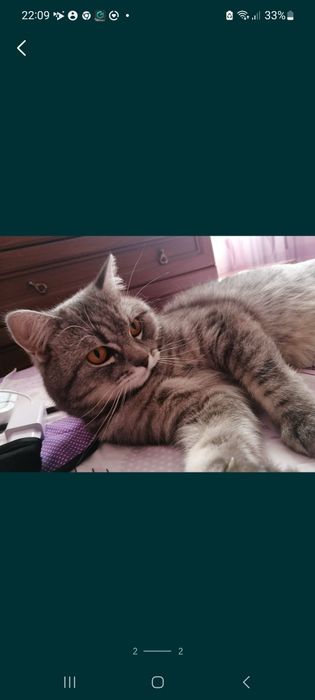 Пристраивается кот Кастрированный породистый