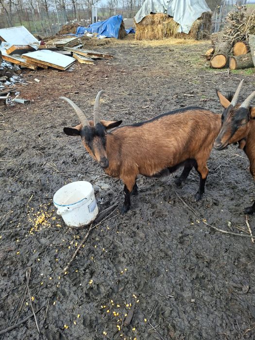 capra alpina franceza