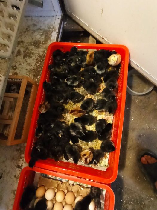 Inkubator sotiladi EGGBOX 2000 talik.