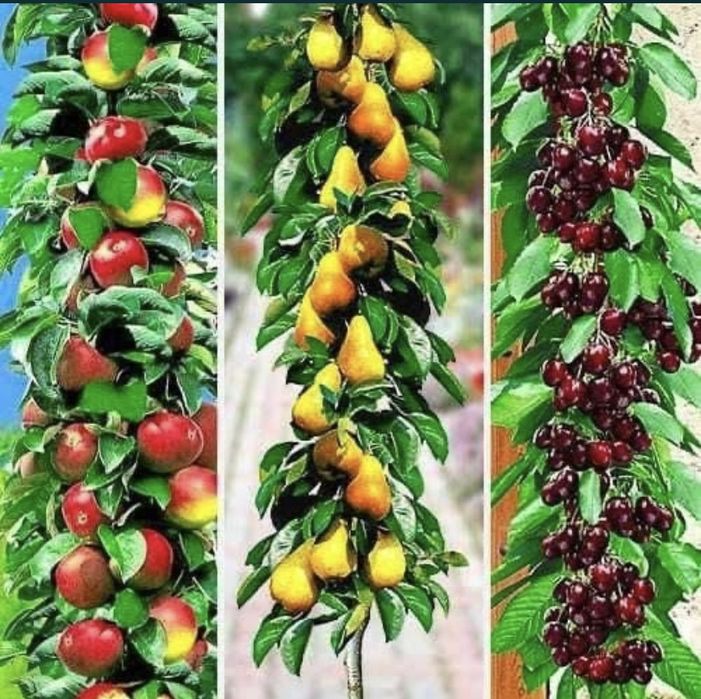 Pomi columnari diferite soiuri si fructe