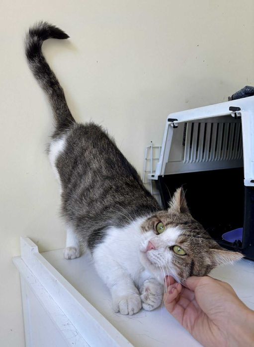 Писко на 2 годинки търси дом